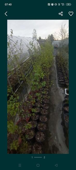 Brzoza w doniczce 2 m