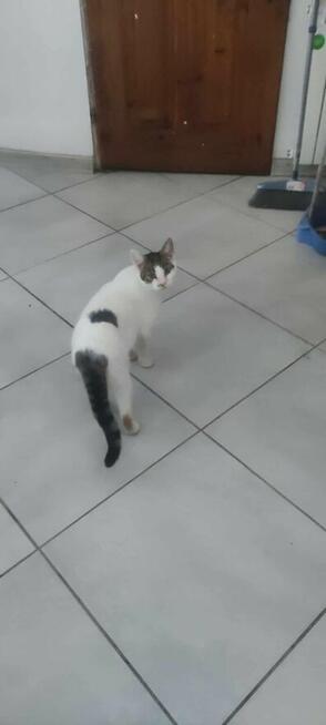 Kropeczka ok 8/9 mcz.wyjątkowa kicia czeka na kochajacy dom