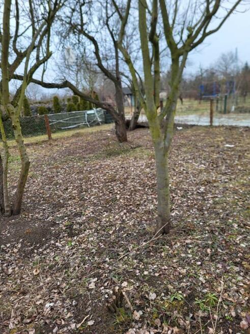 Sprzedam prawo do użytkowania działki ROD Wisieńka okolice u