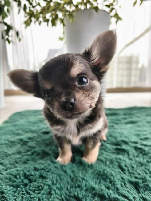 Piesek długowłosy niebieski podpalany