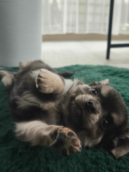 Piesek długowłosy niebieski podpalany