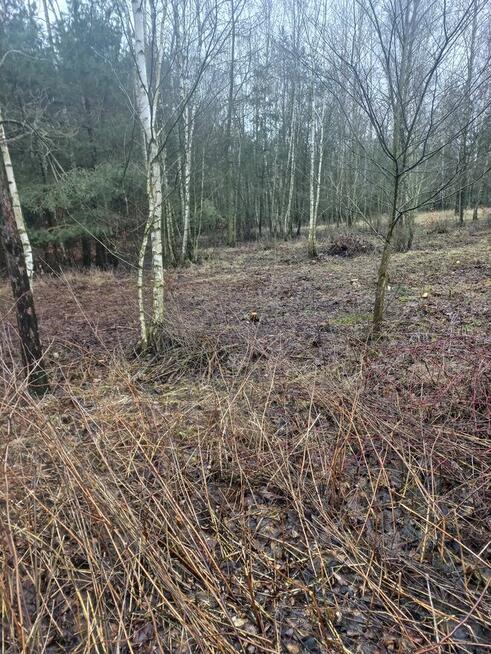 Sprzedam działkę rekreacyjną Żmijewko gmina Zbiczno