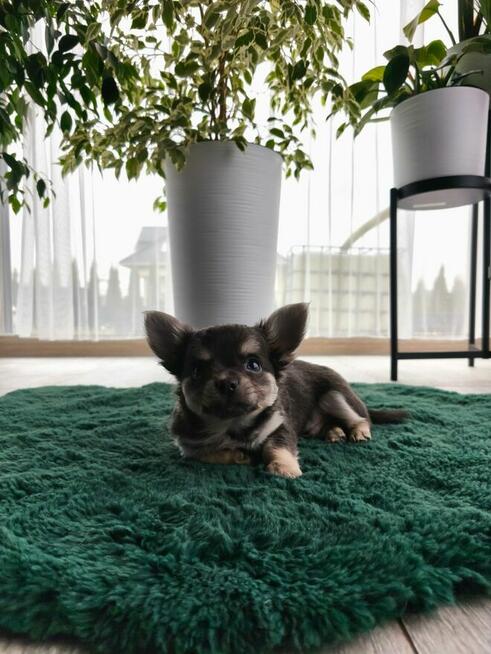 Piesek długowłosy niebieski podpalany