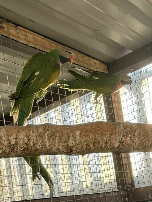 Aleksandretta .Aleksandretty Pary.