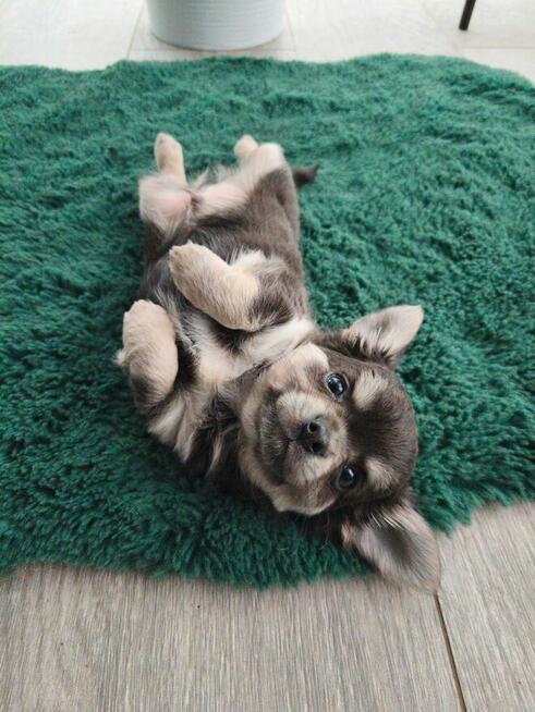 Piesek długowłosy niebieski podpalany