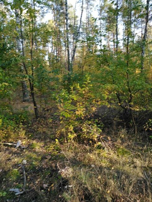 Sprzedam las sosnowy