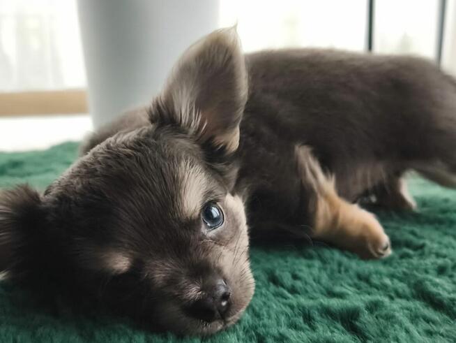 Piesek długowłosy niebieski podpalany