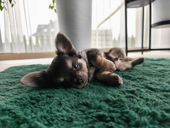 Piesek długowłosy niebieski podpalany