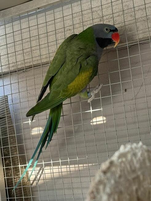 Aleksandretta .Aleksandretty Pary.