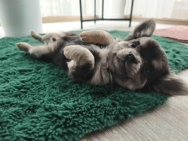 Piesek długowłosy niebieski podpalany