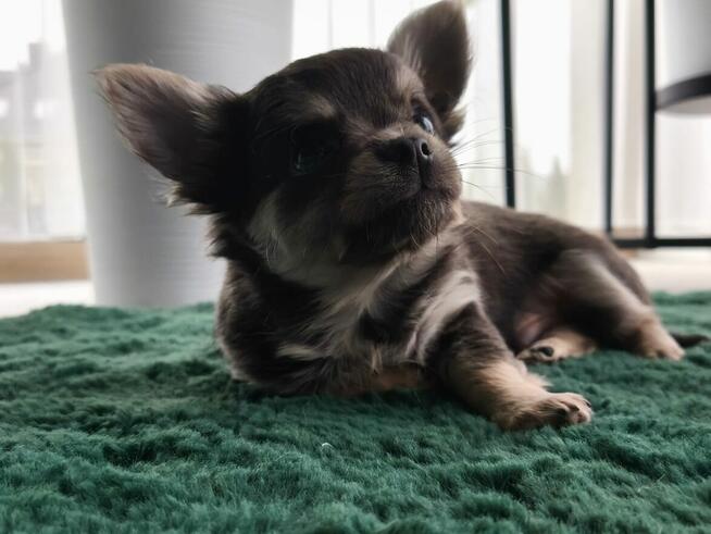 Piesek długowłosy niebieski podpalany