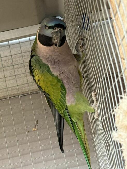 Aleksandretta .Aleksandretty Pary.