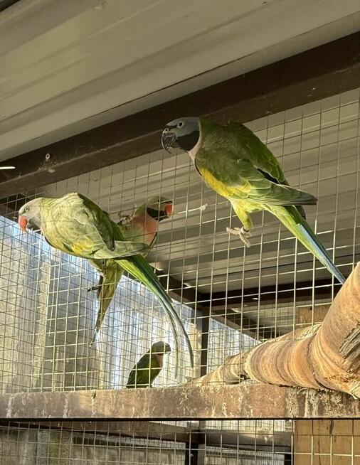 Aleksandretta .Aleksandretty Pary.