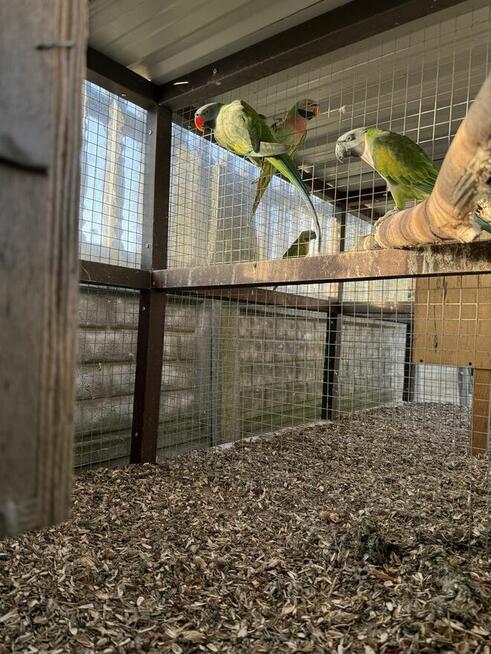 Aleksandretta .Aleksandretty Pary.