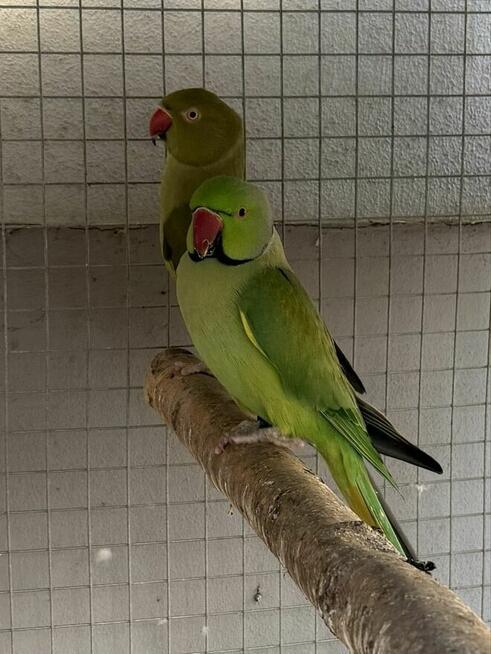 Aleksandretta .Aleksandretty Pary.