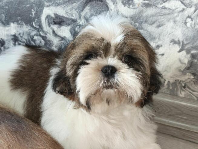 Szczeniak Shih tzu