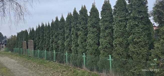 Ogródek Działkowy Sprzedam.