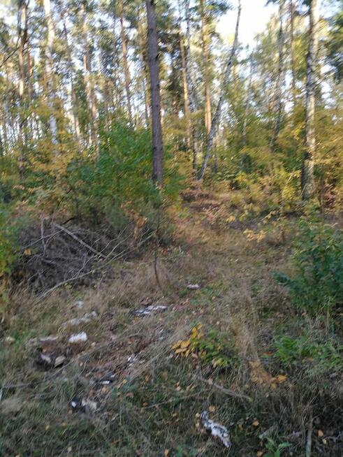 Sprzedam las sosnowy