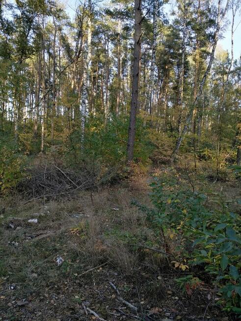 Sprzedam las sosnowy