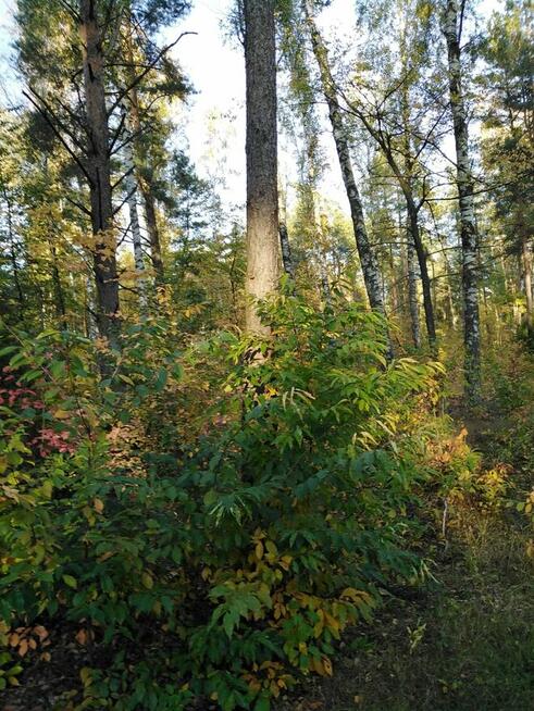 Sprzedam las sosnowy