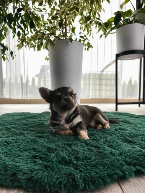 Piesek długowłosy niebieski podpalany