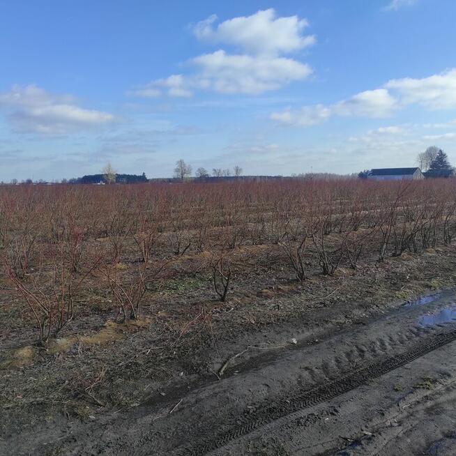 Przycinanie, cięcie borówek amerykańskich