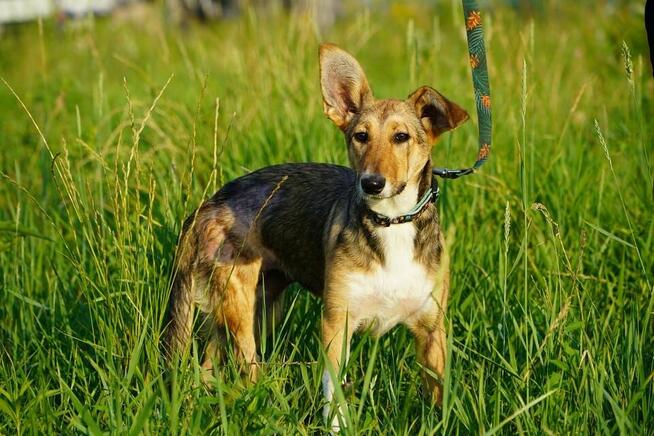 Diuna szuka dobrego domu