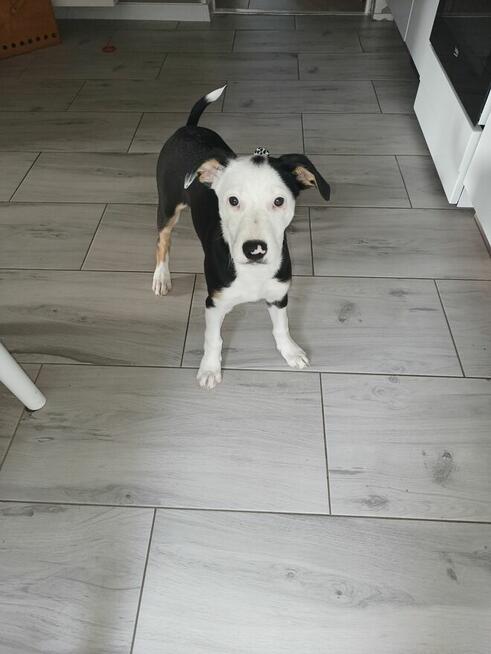 Oddam za darmo pieska