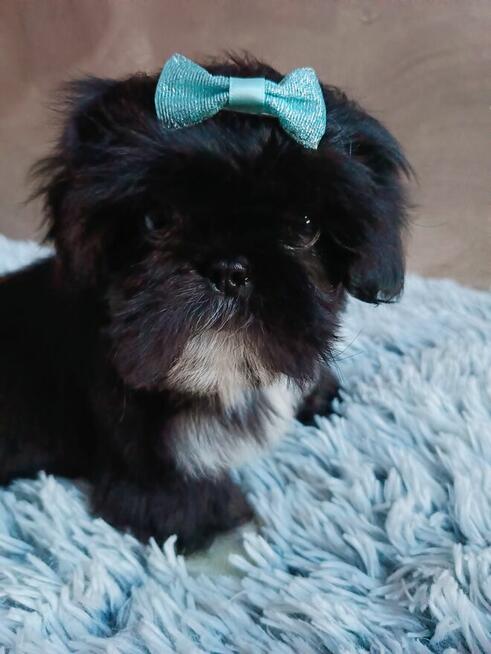 Piekny chlopiec shih tzu gotowy do odbioru