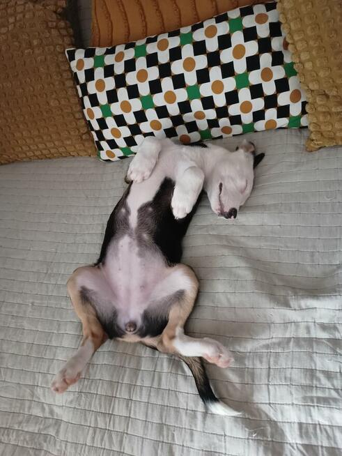 Oddam za darmo pieska