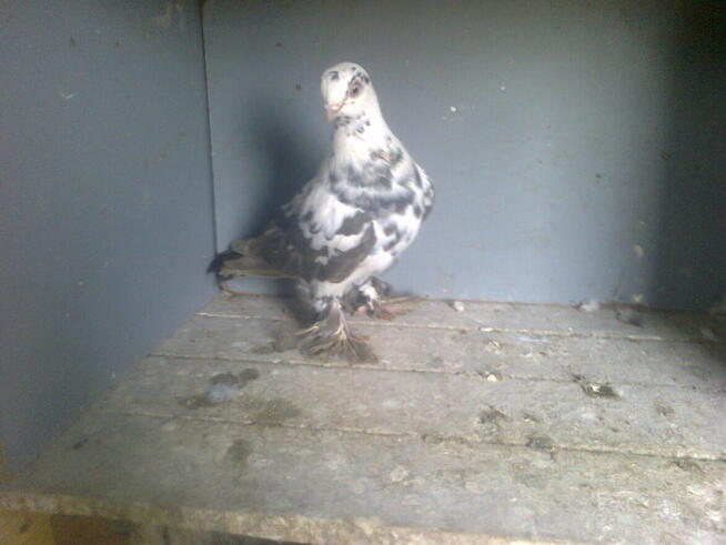 motyle warszawskie-samiczki