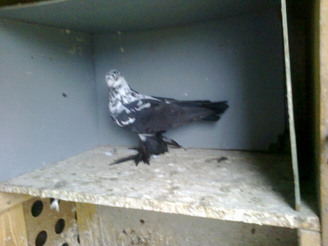 motyle warszawskie-samiczki