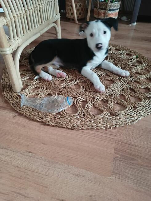 Oddam za darmo pieska