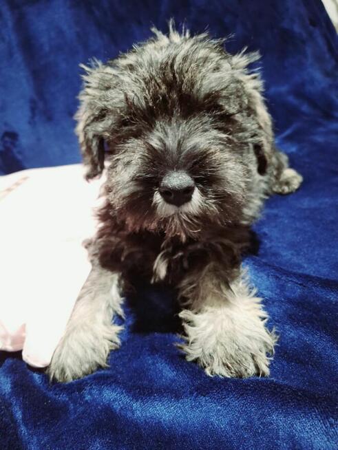 Sznaucer miniaturowy pieprz i sól