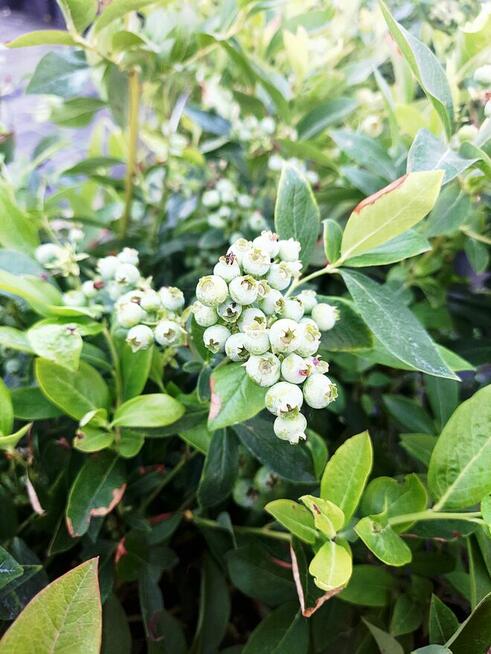 Borówka Amerykańska (sadzonki 2/3/4-letnie)