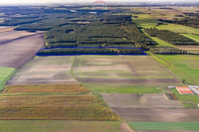 Las mieszany 3,8320 ha Zduny (7 km od Krotoszyna)