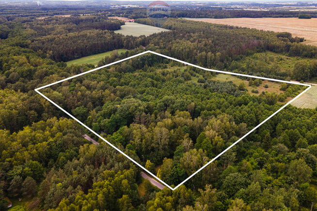 Malowniczy teren ze starodrzewem i strumykiem