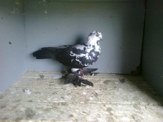 motyle warszawskie-samiczki