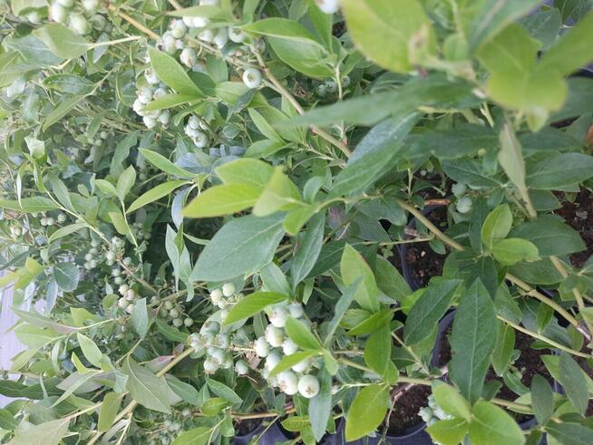 Borówka Amerykańska (sadzonki 2/3/4-letnie)