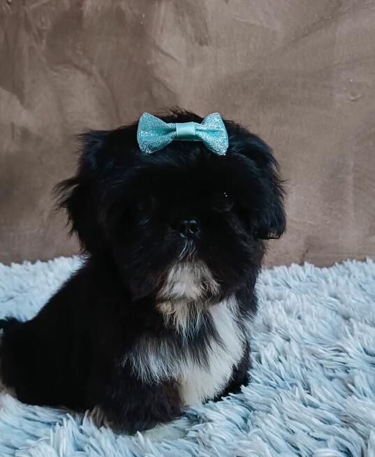 Piekny chlopiec shih tzu gotowy do odbioru