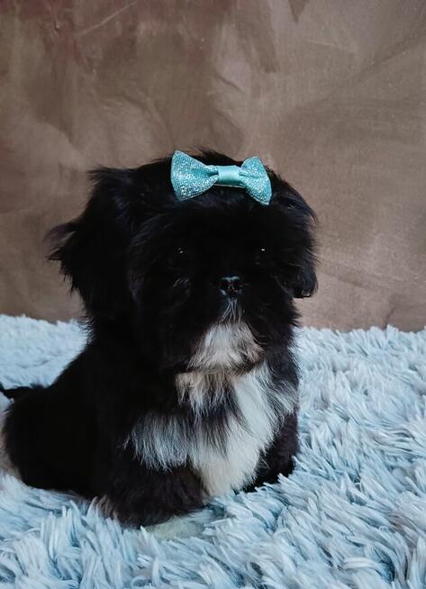 Piekny chlopiec shih tzu gotowy do odbioru