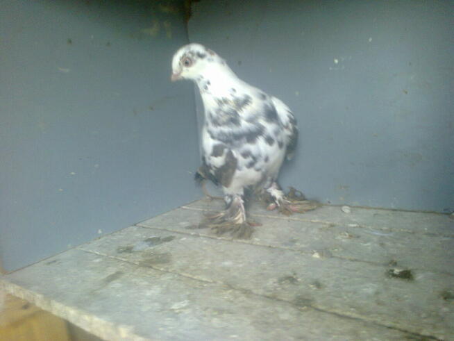 motyle warszawskie-samiczki