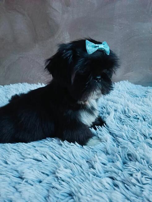Piekny chlopiec shih tzu gotowy do odbioru