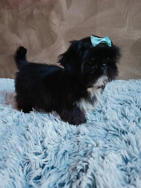 Piekny chlopiec shih tzu gotowy do odbioru