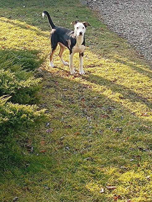 Oddam za darmo pieska