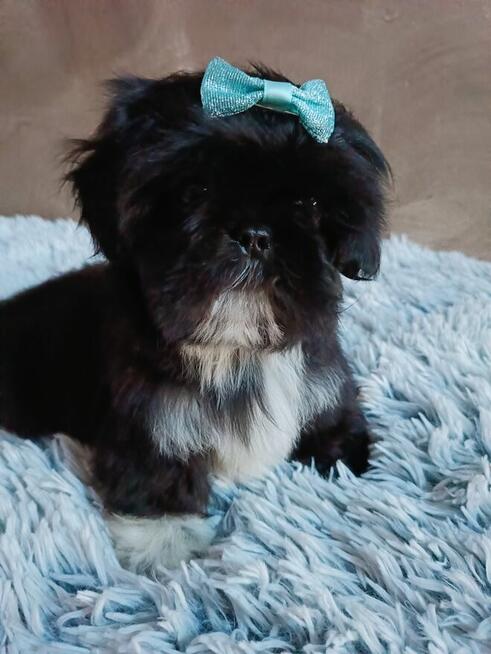 Piekny chlopiec shih tzu gotowy do odbioru