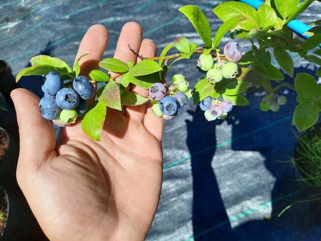 Borówka Amerykańska (sadzonki 2/3/4-letnie)