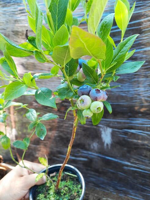 Borówka Amerykańska (sadzonki 2/3/4-letnie)