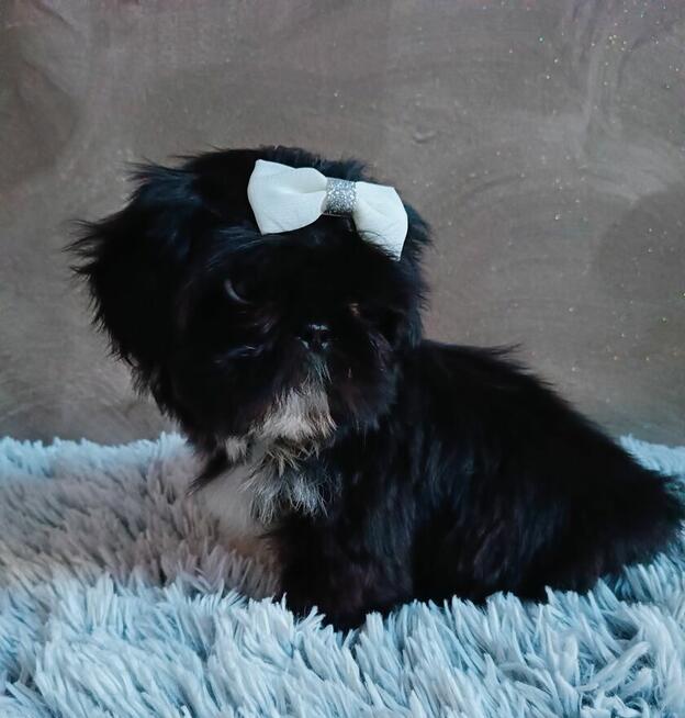 Piekny chlopiec shih tzu gotowy do odbioru