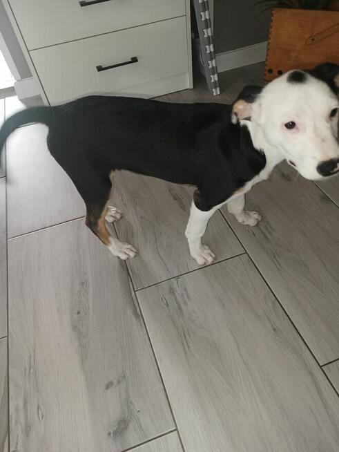 Oddam za darmo pieska